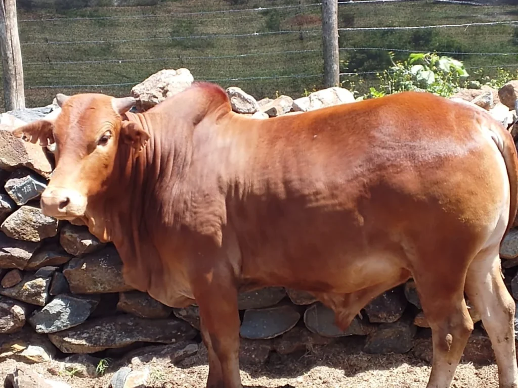 Side view of a breeding bull used for conformation assessment and livestock genetic improvement advisory in Kenya.